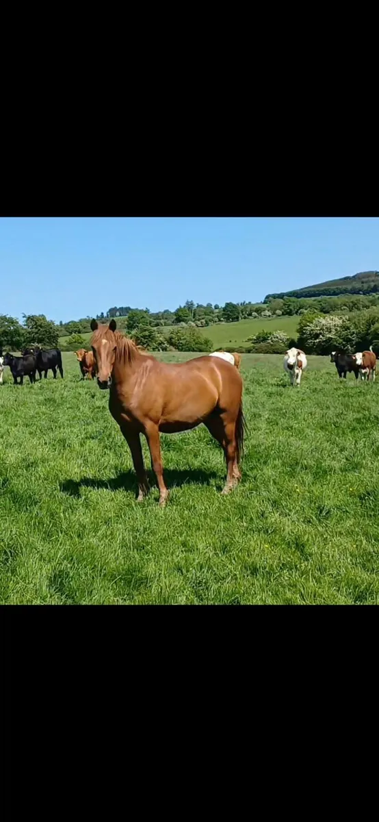 Sport pony - Image 1