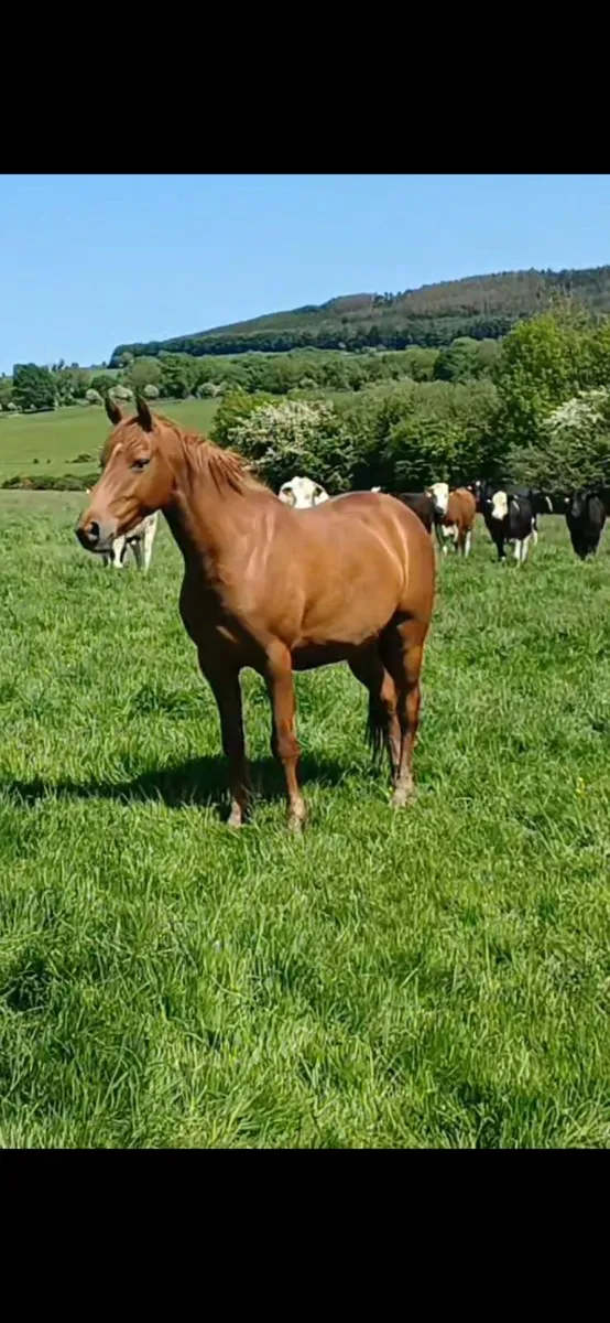 Sport pony - Image 2