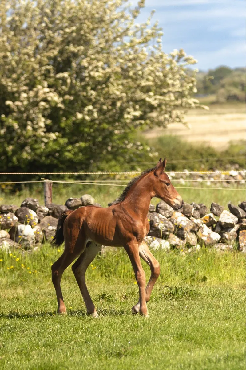 Breeding mare Kannan x Triomphe de Muze - Image 3