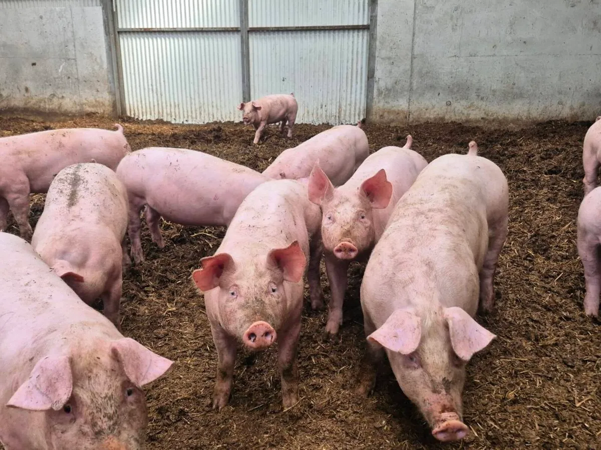 Strong weaners - Image 1