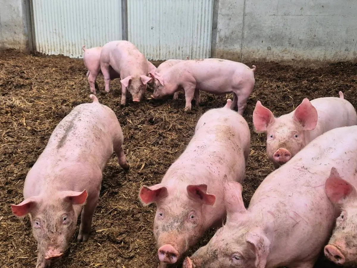 Strong weaners - Image 2