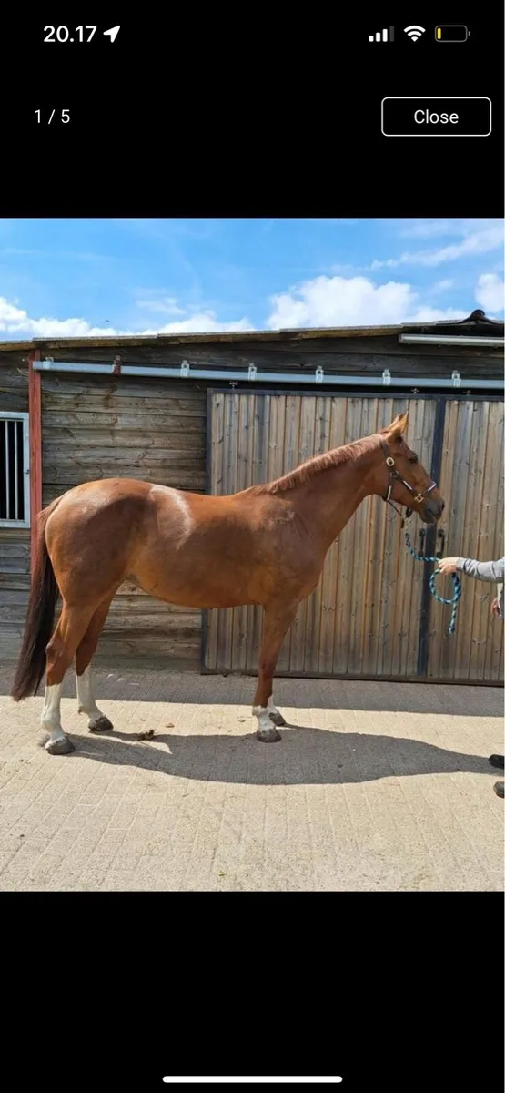 Breeding mare Kannan x Triomphe de Muze - Image 2