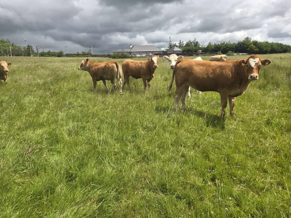 4 super breeding heifers - Image 2