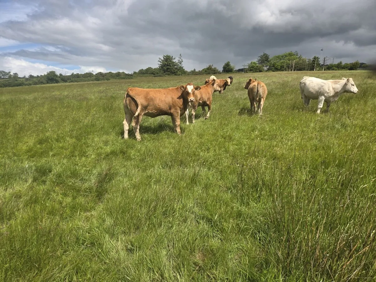 4 super breeding heifers - Image 4