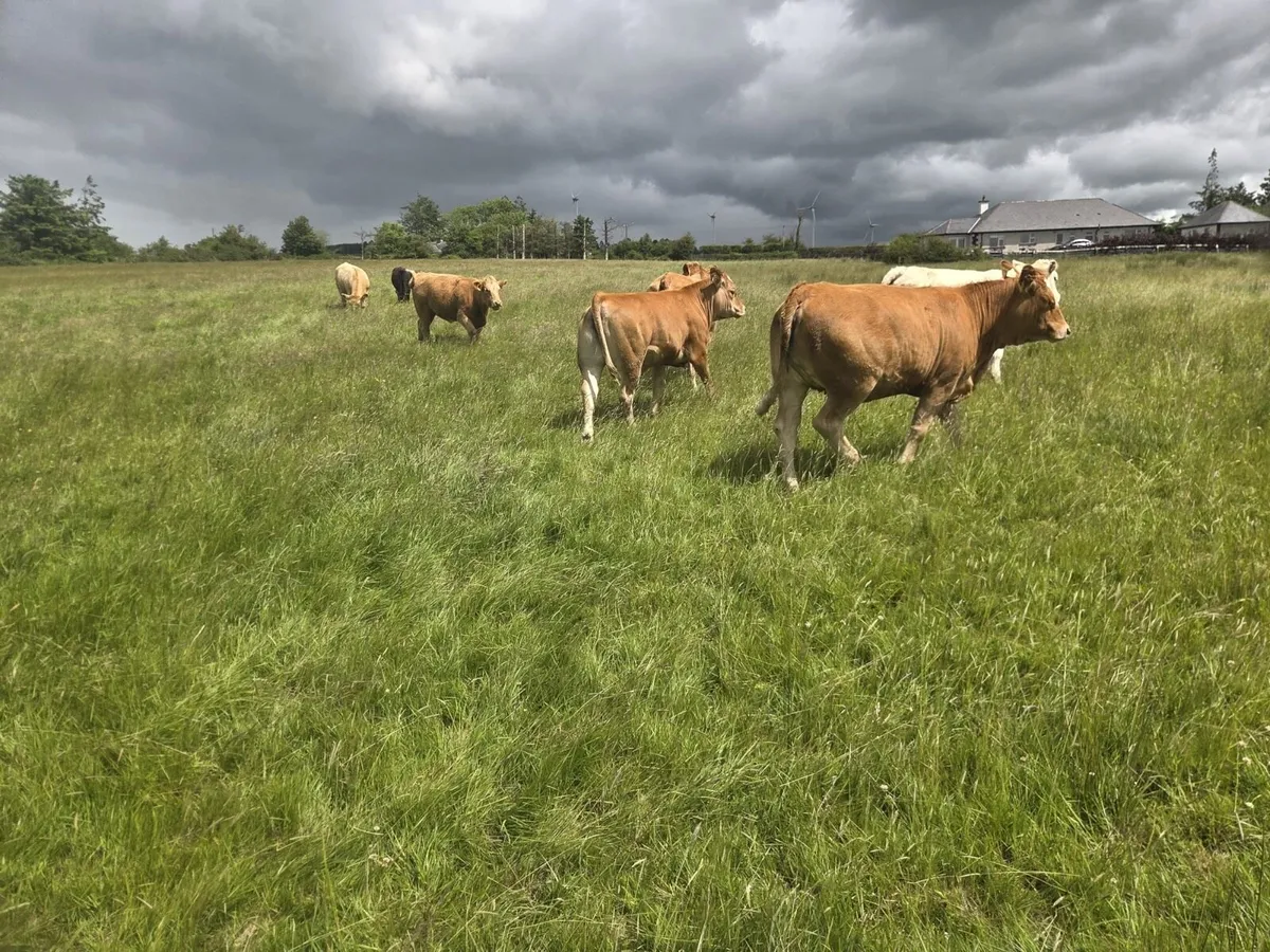 4 super breeding heifers - Image 3