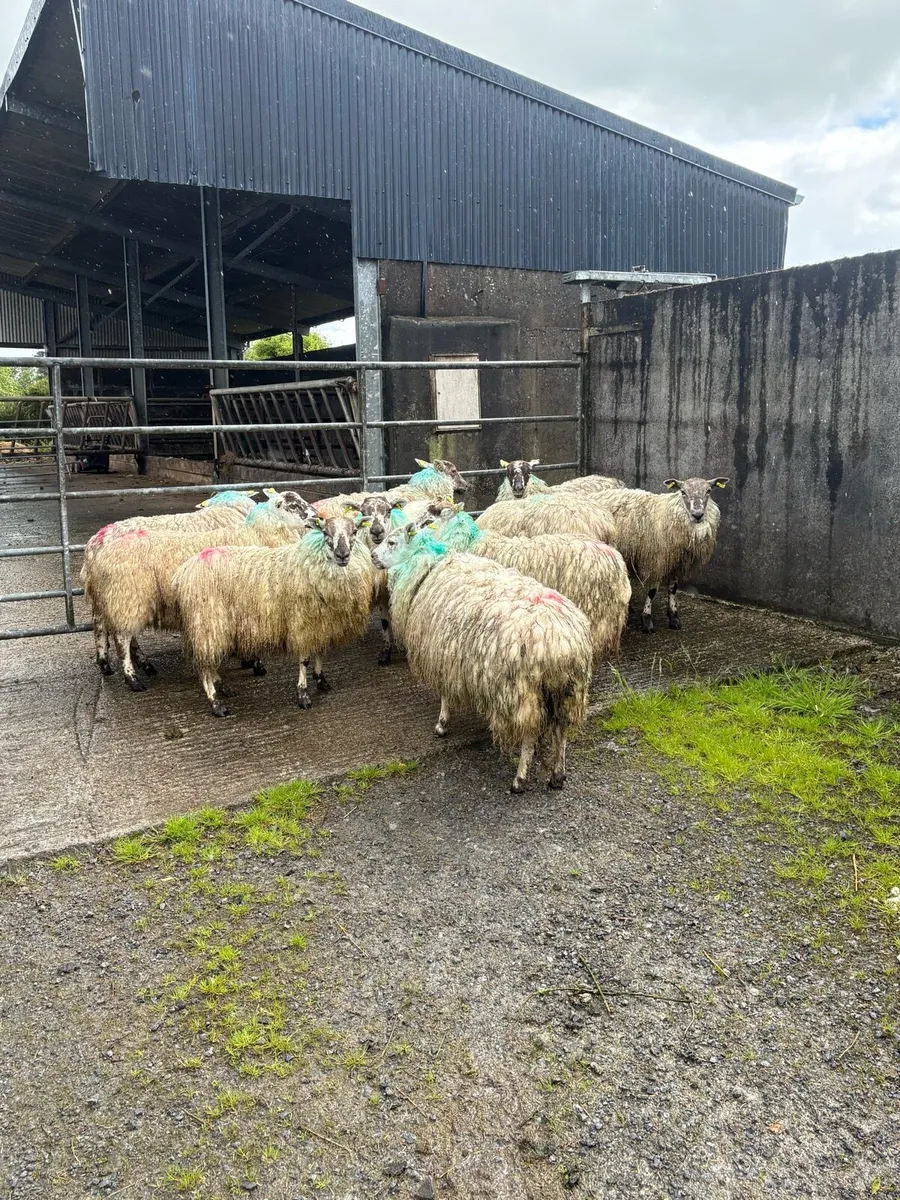 10 mule x ewe hoggets - Image 1