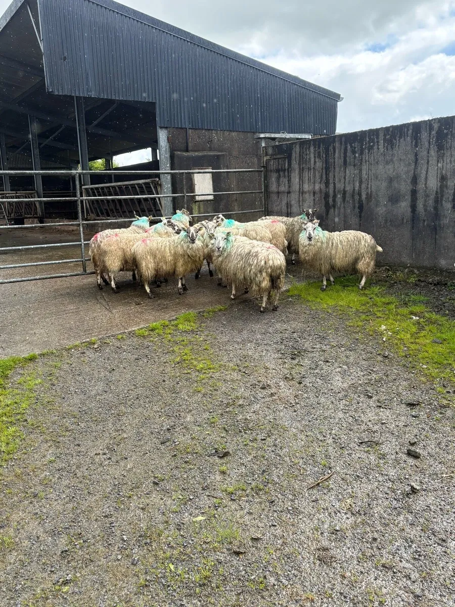 10 mule x ewe hoggets - Image 2