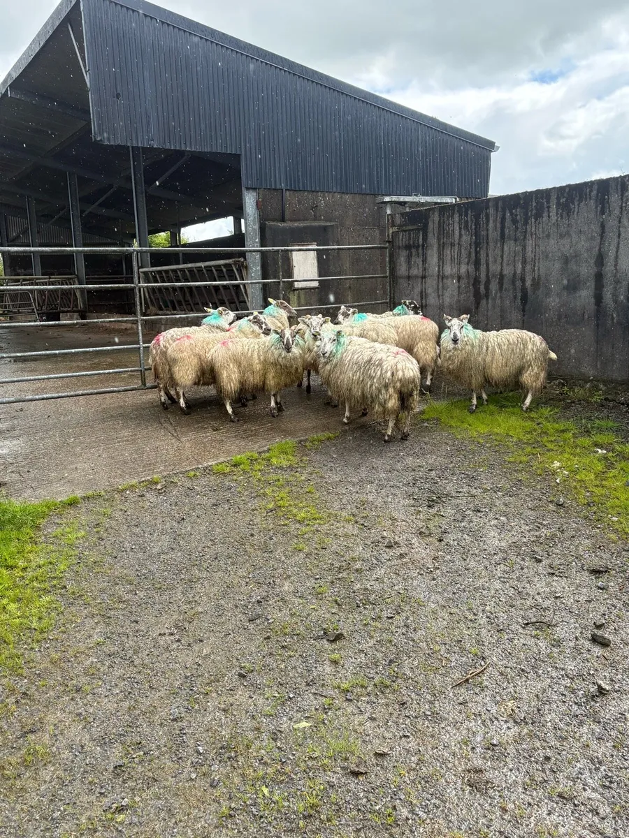 10 mule x ewe hoggets - Image 3