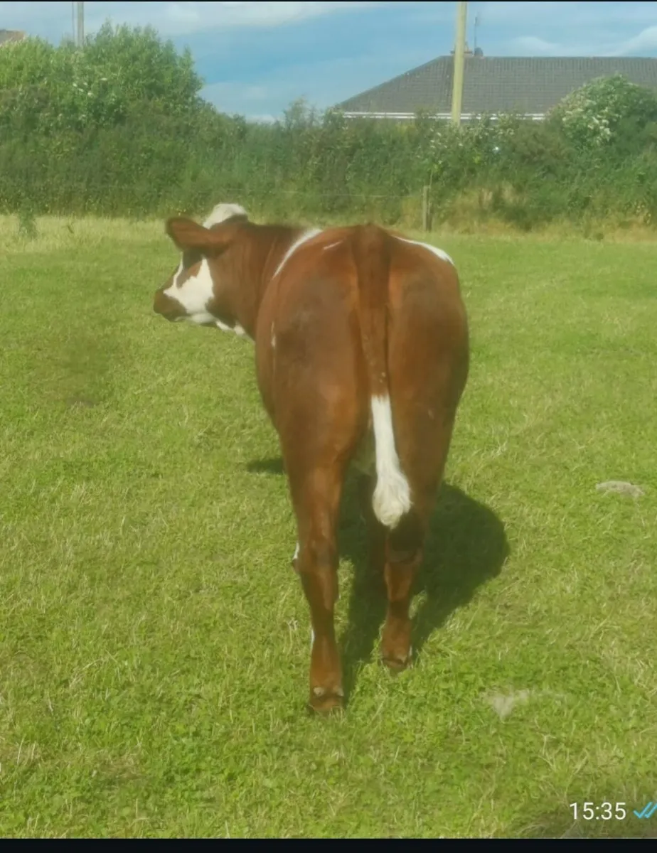 2 Simmental Heifers Suitable for Suckler - Image 3