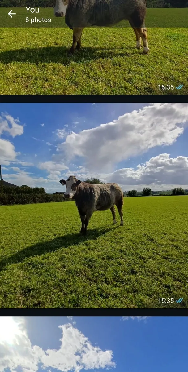 2 Simmental Heifers Suitable for Suckler - Image 2