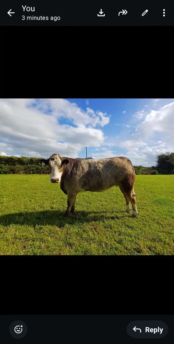 2 Simmental Heifers Suitable for Suckler - Image 1