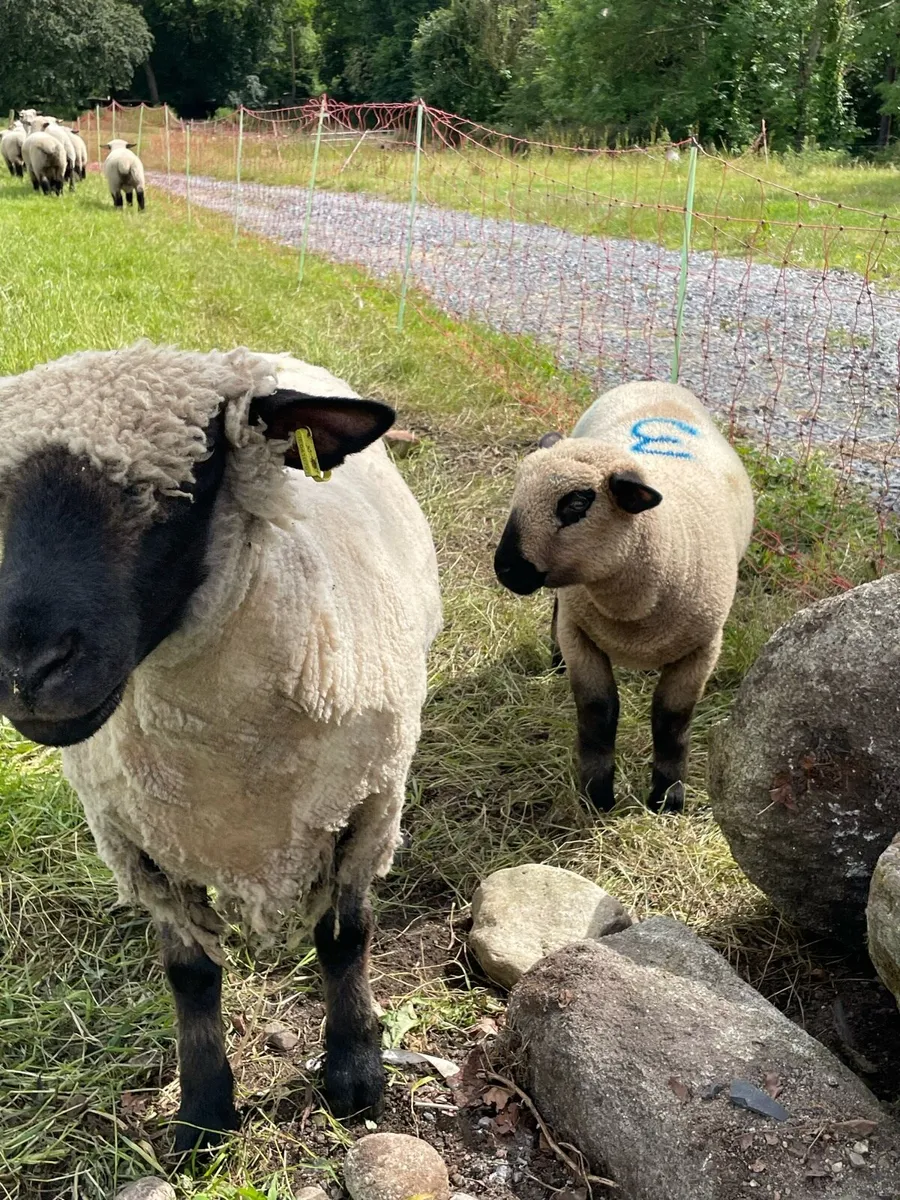 Hampshire down Ewe lambs and Ram lambs - Image 1