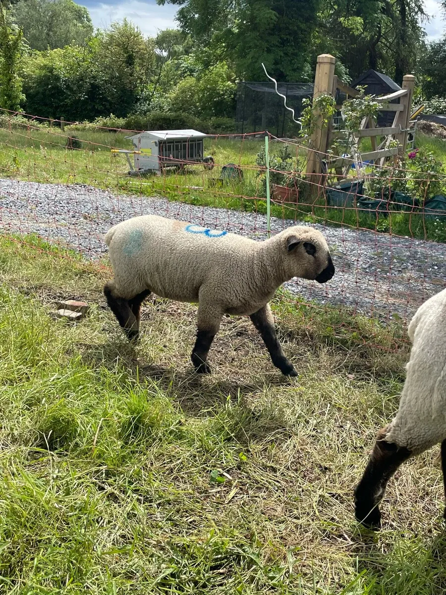 Hampshire down Ewe lambs and Ram lambs - Image 2
