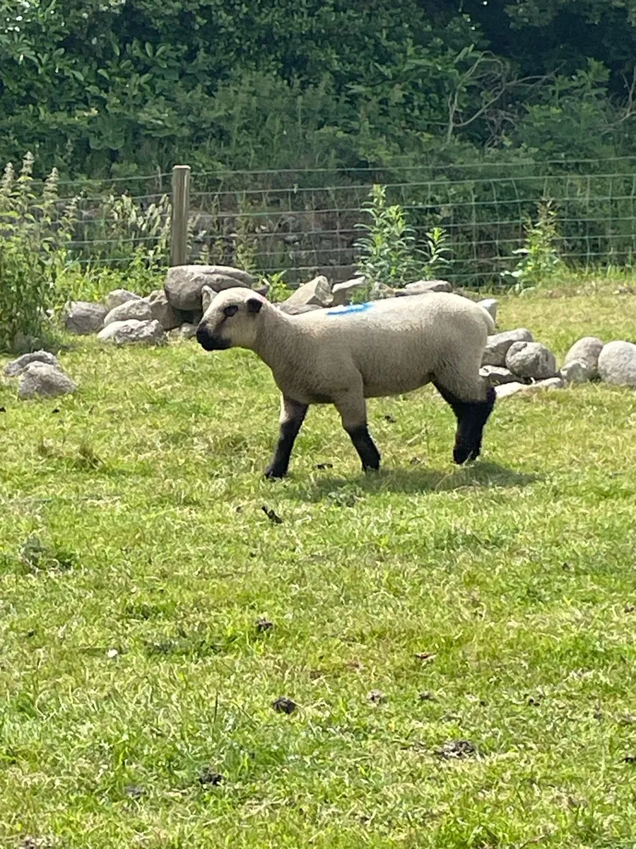 PBNR Hampshire Ram lambs - Image 4