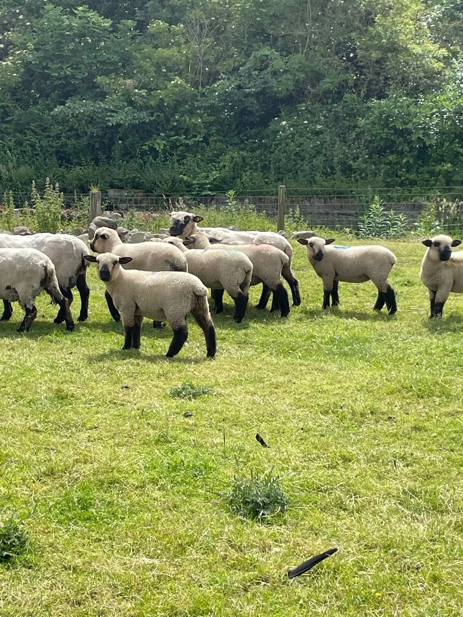 Hampshire down Ewe lambs and Ram lambs - Image 3