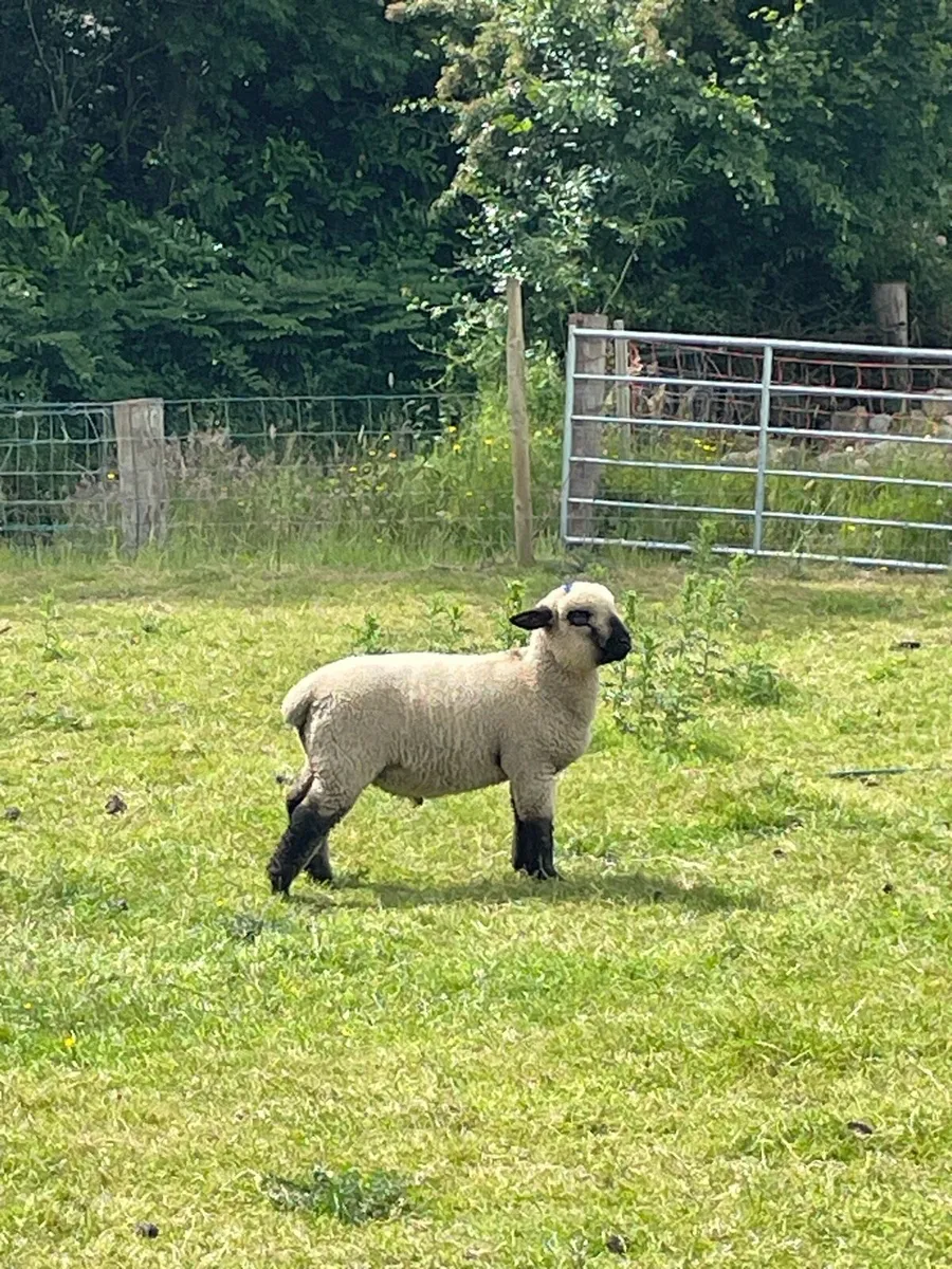 Hampshire down Ewe lambs and Ram lambs - Image 4
