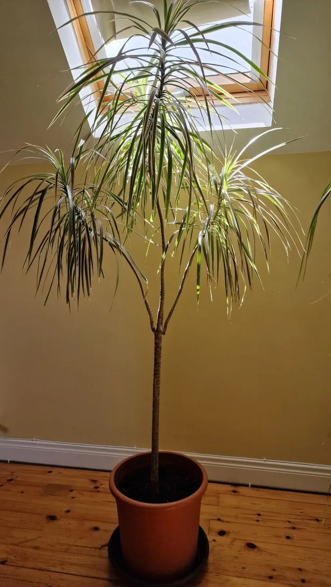 Indoor plant Dragon tree - Image 2