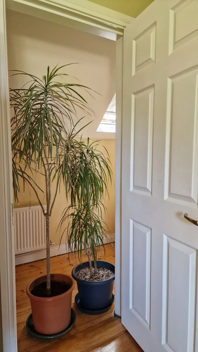 Indoor plant Dragon tree - Image 3