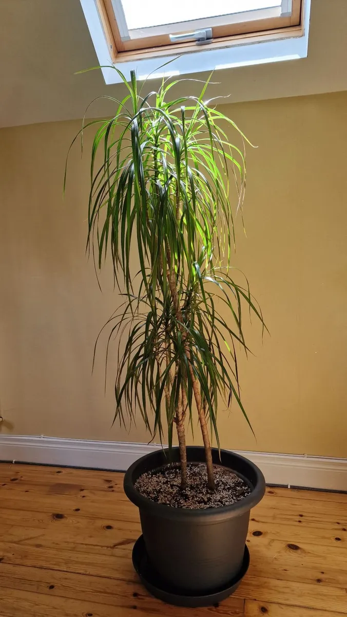 Indoor plant Dragon tree - Image 1
