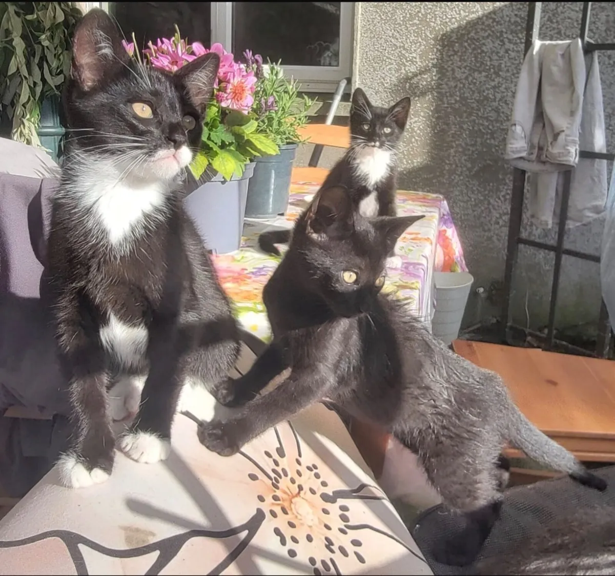 Cat - Image 1