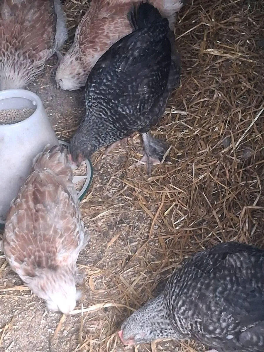 Hens - Image 4