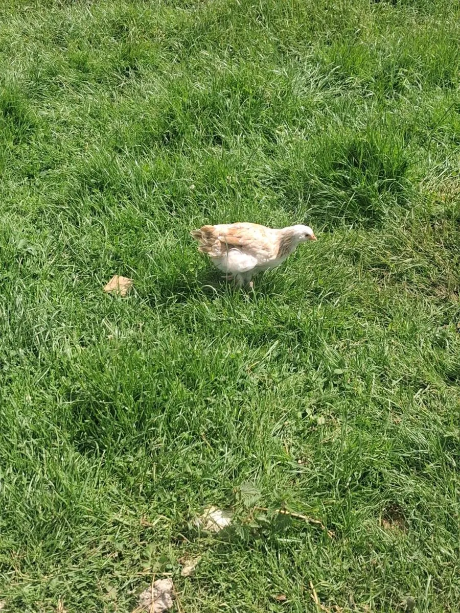 Hens - Image 1
