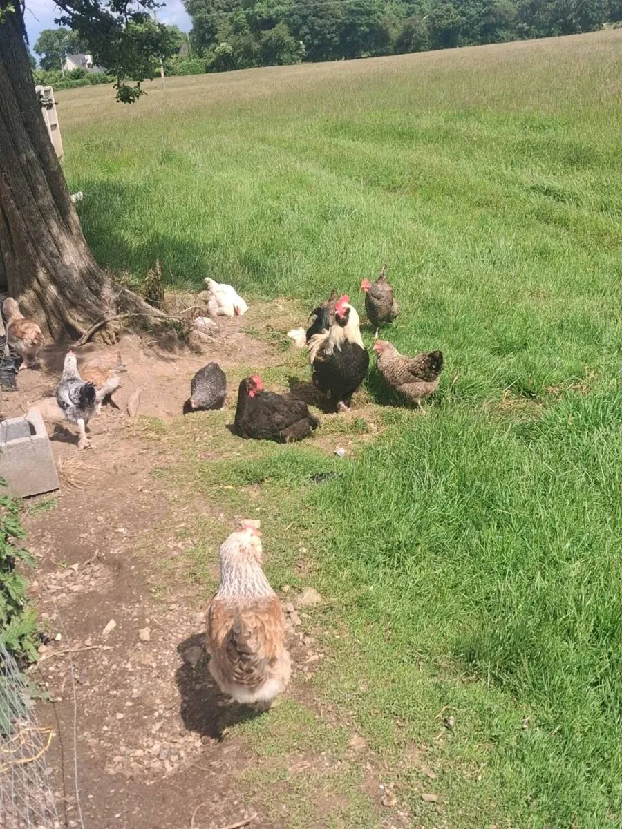 Hens - Image 2