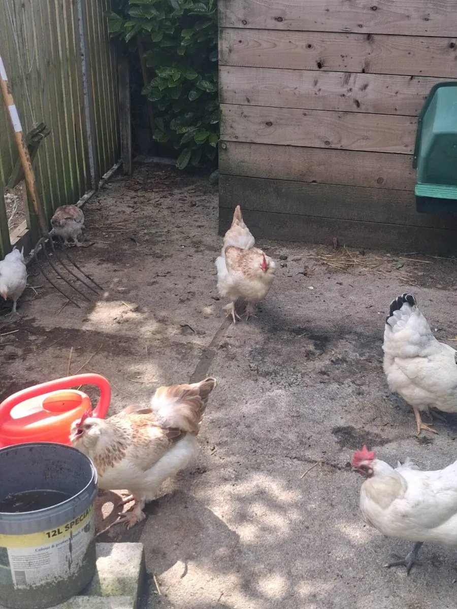 Hens - Image 3