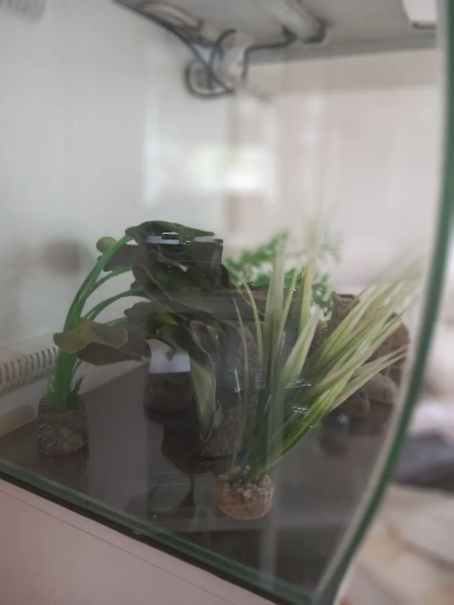 Fish tank - Image 2