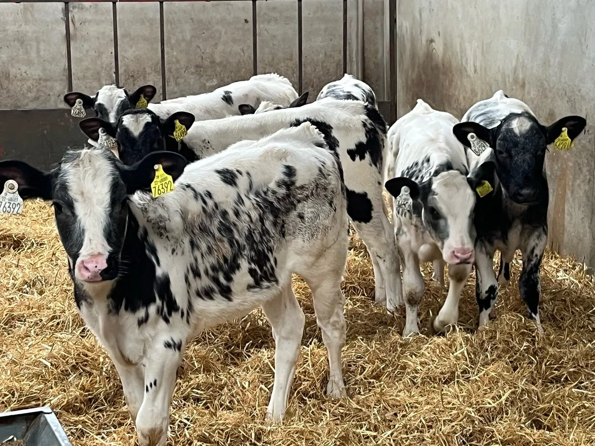 5 ⭐️ Belgian Blue Heifer Runners - Image 1