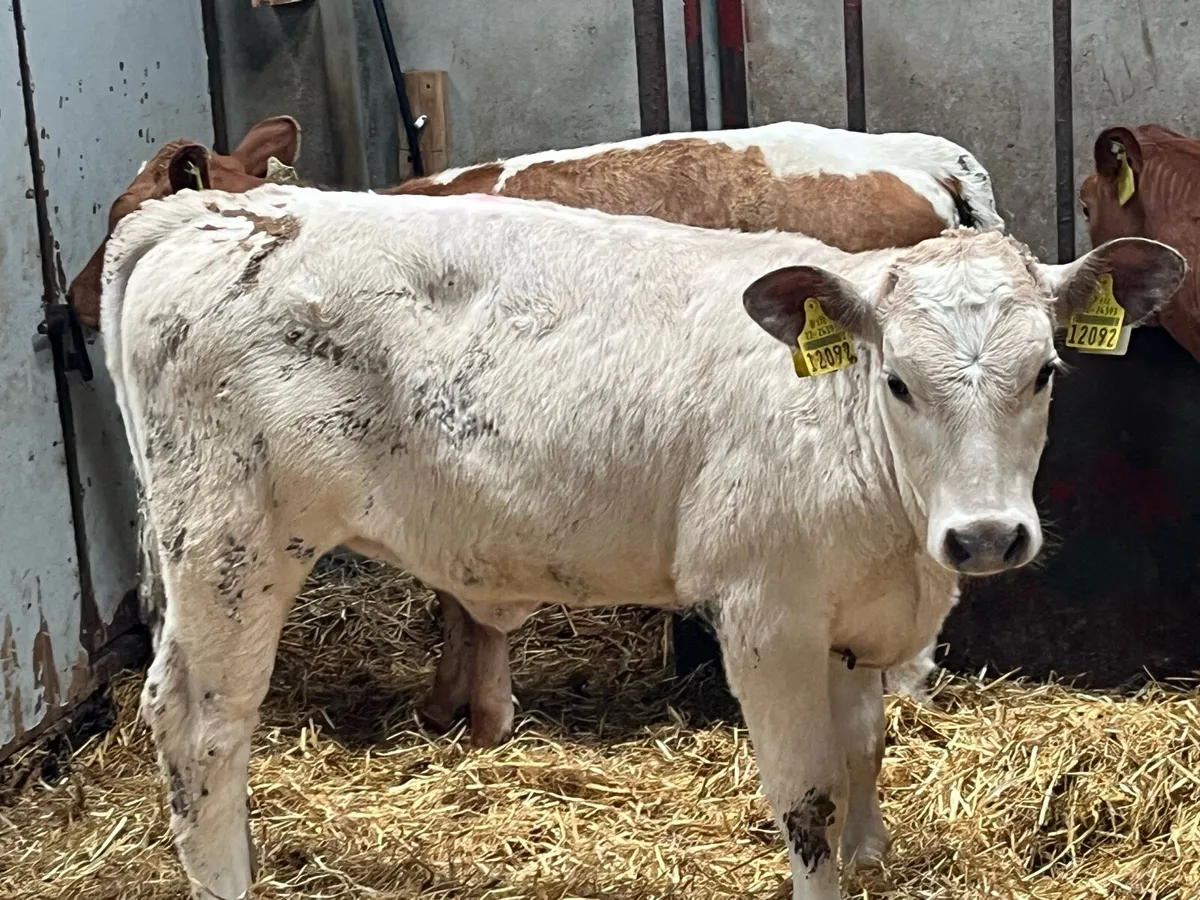 Super 4 Month Old CH & LIM Heifer Runners - Image 1
