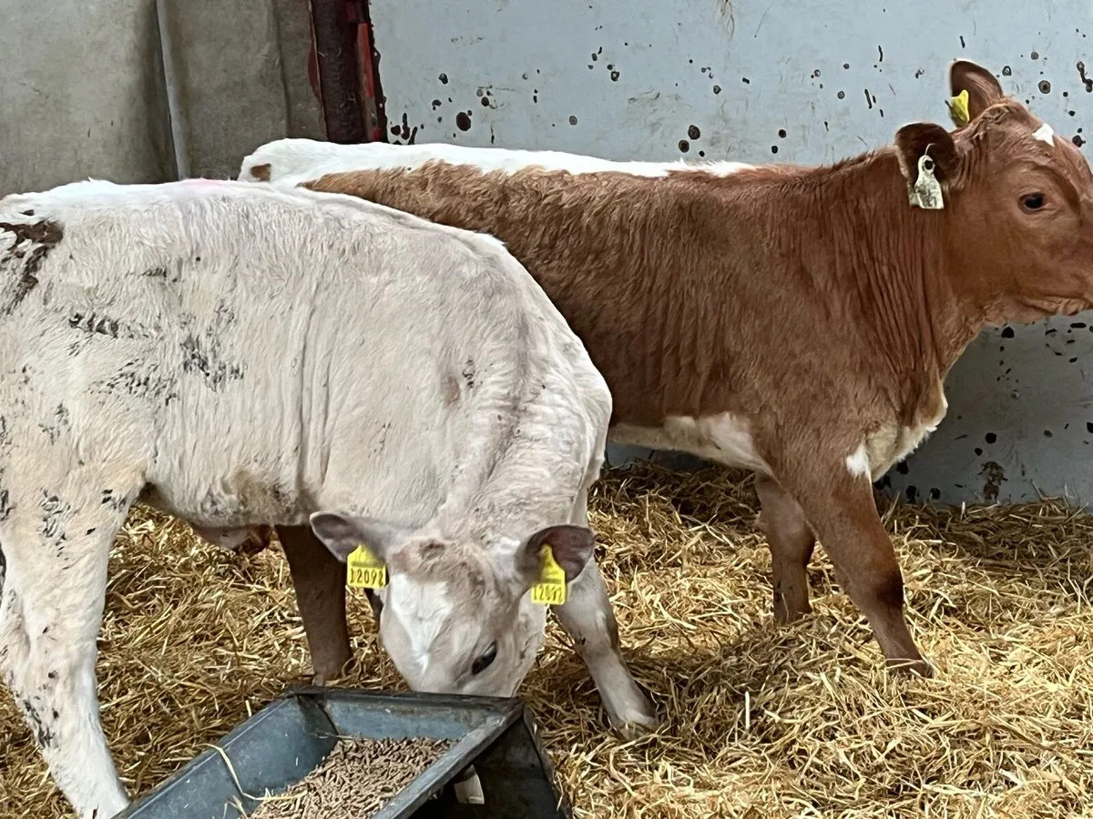 Super 4 Month Old CH & LIM Heifer Runners - Image 2