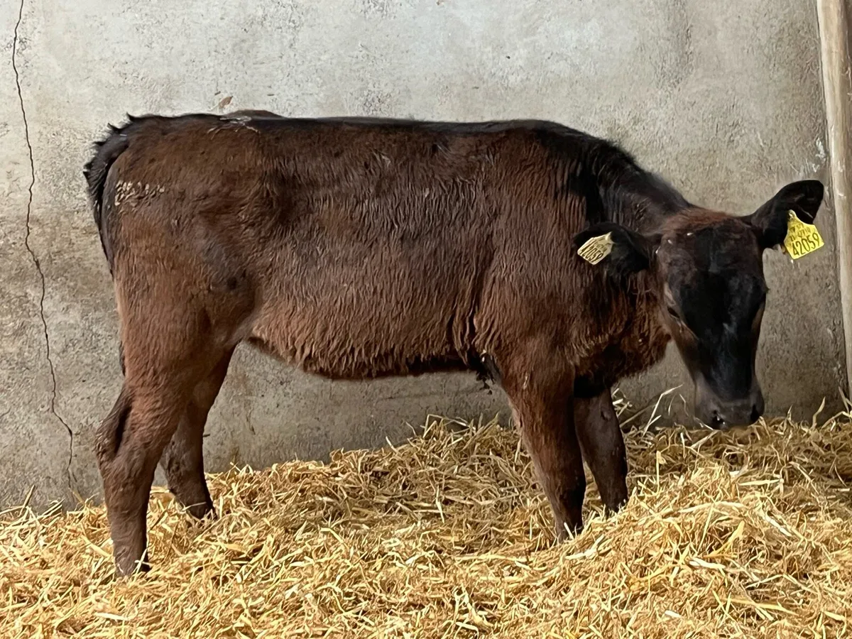 Super 4 Month Old CH & LIM Heifer Runners - Image 3