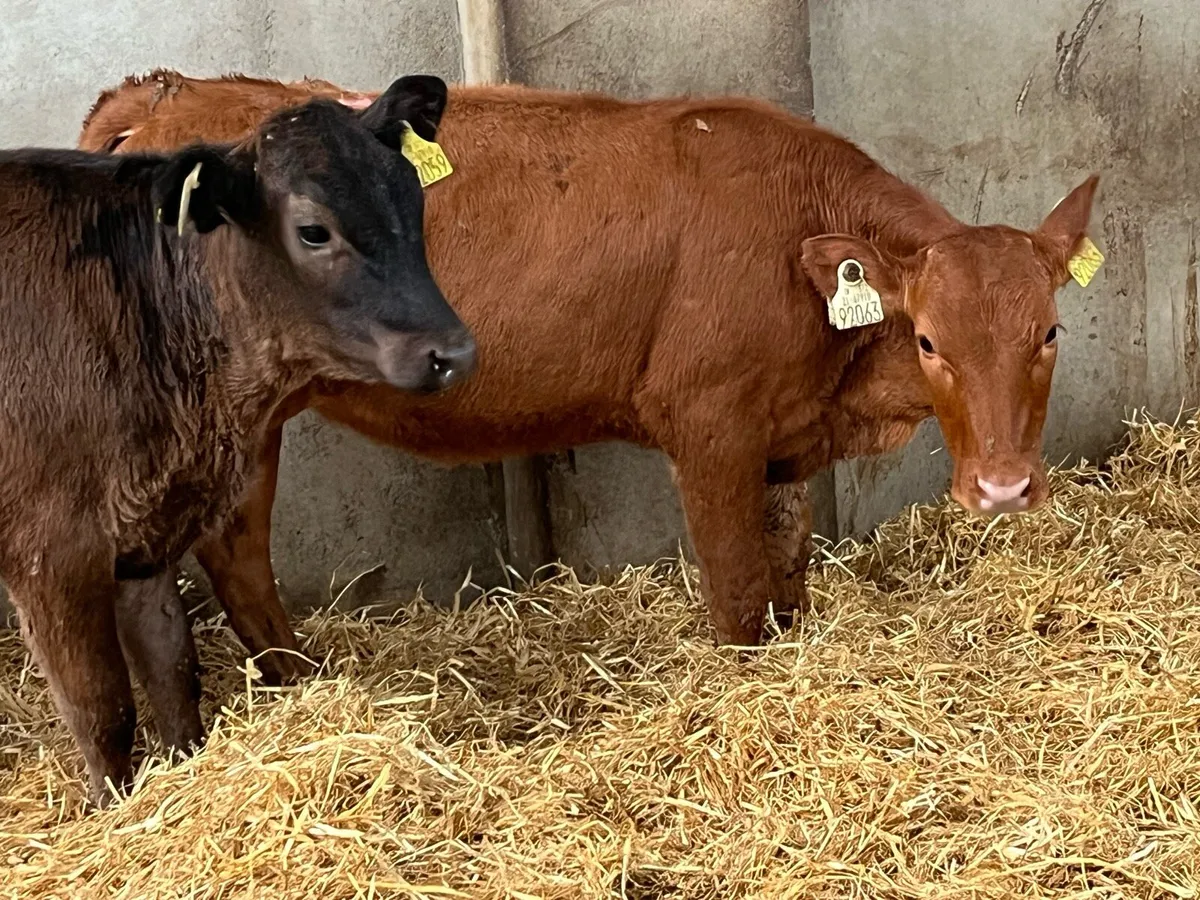 Super 4 Month Old CH & LIM Heifer Runners - Image 4