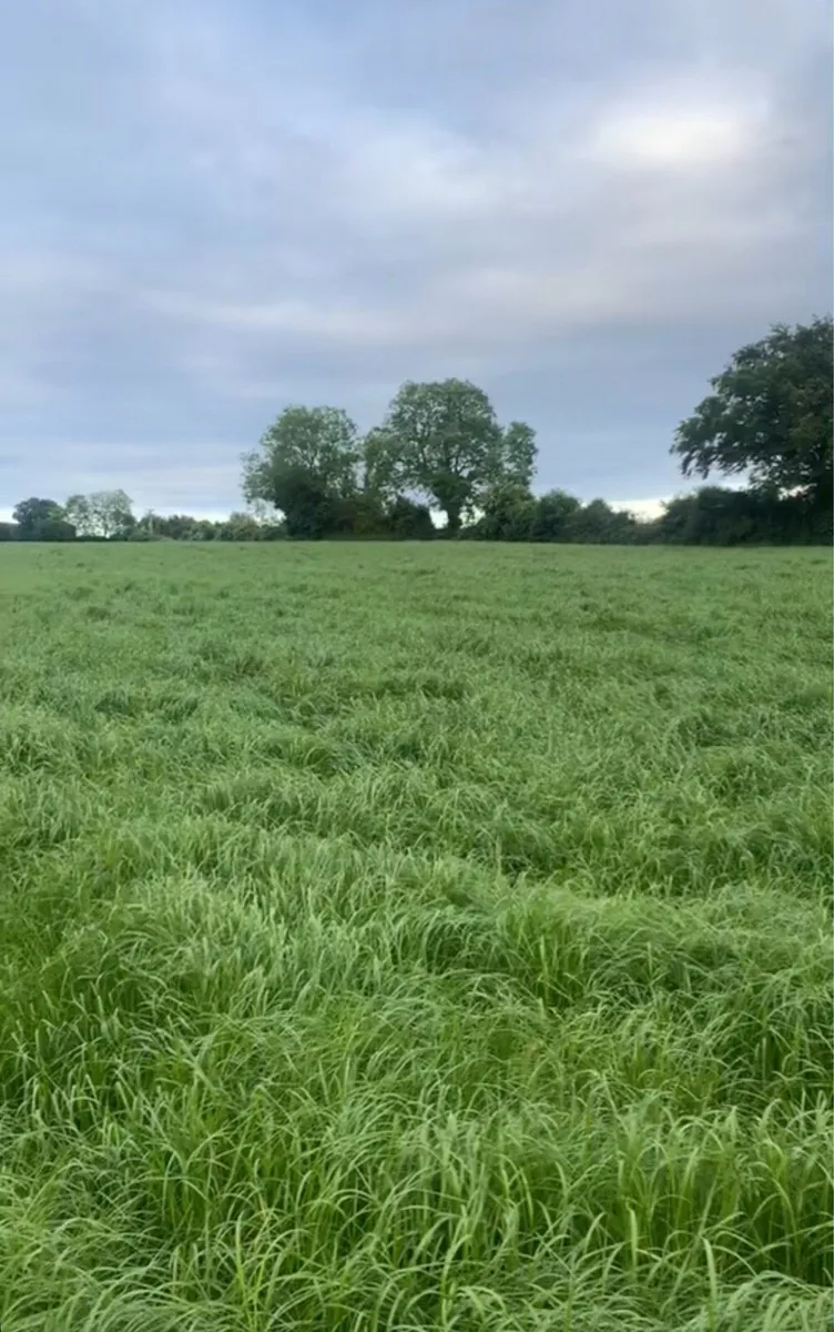 Silage bales - Image 1