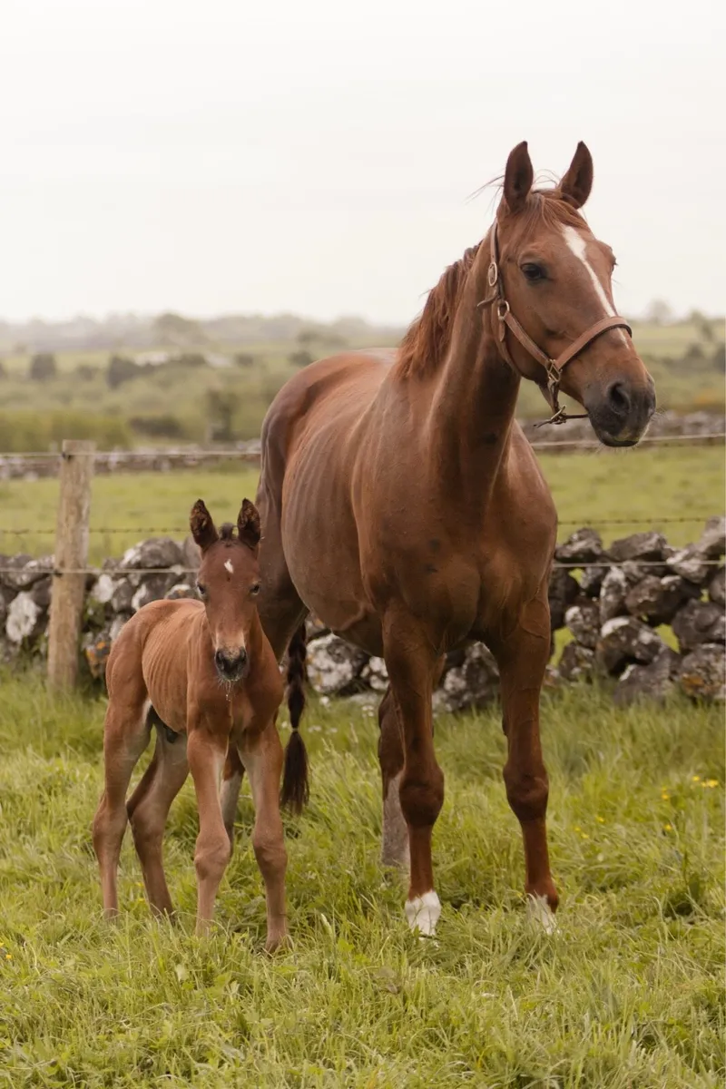 Breeding mare Kannan x Triomphe de Muze - Image 1