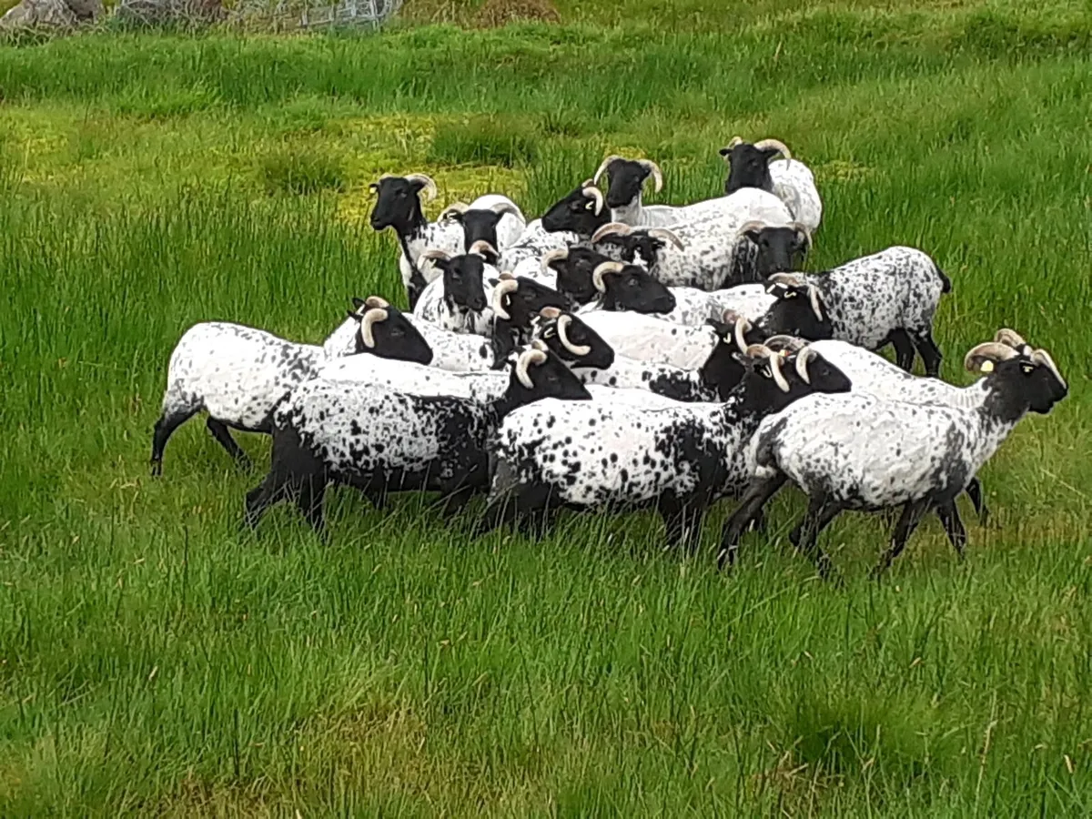 💥💥20 Mayo/Connemara Blackface Hoggets💥💥 - Image 2