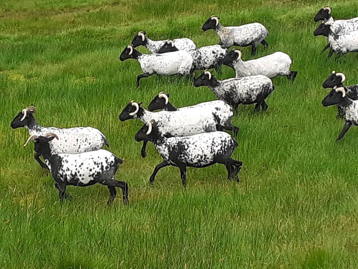 💥💥20 Mayo/Connemara Blackface Hoggets💥💥 - Image 3