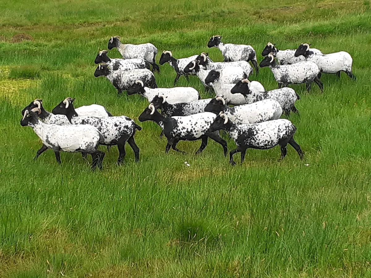 💥💥20 Mayo/Connemara Blackface Hoggets💥💥 - Image 4