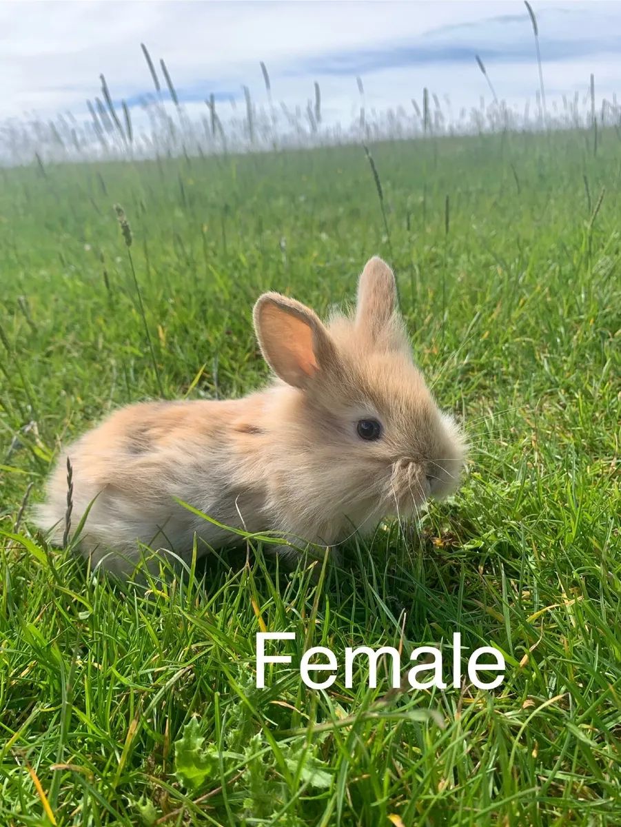 Rabbits - Image 1
