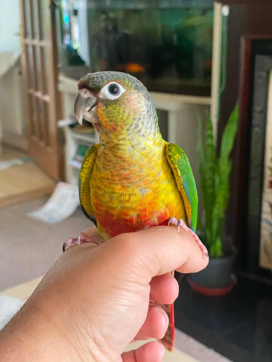 Hand-Fed Green Cheek Conures (DNA Siblings) - Image 2
