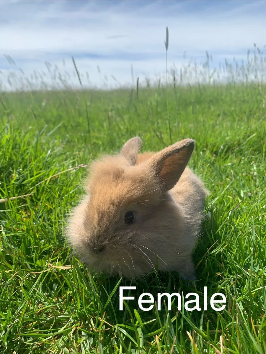 Rabbits - Image 3