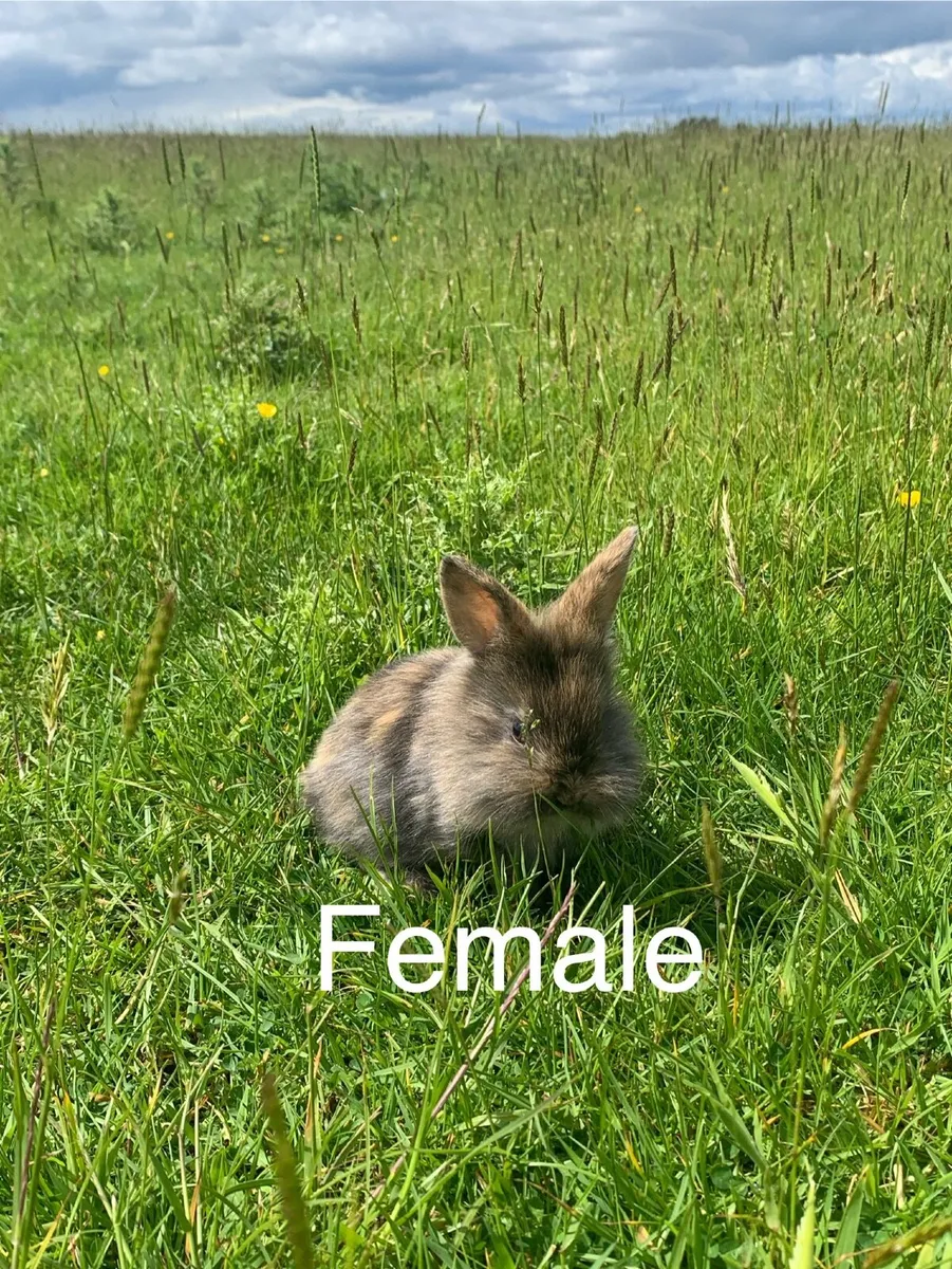 Rabbits - Image 4