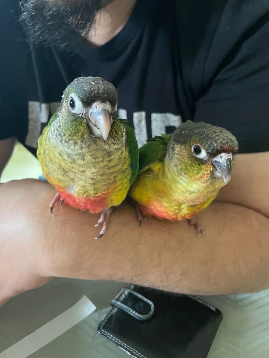 Hand-Fed Green Cheek Conures (DNA Siblings) - Image 3