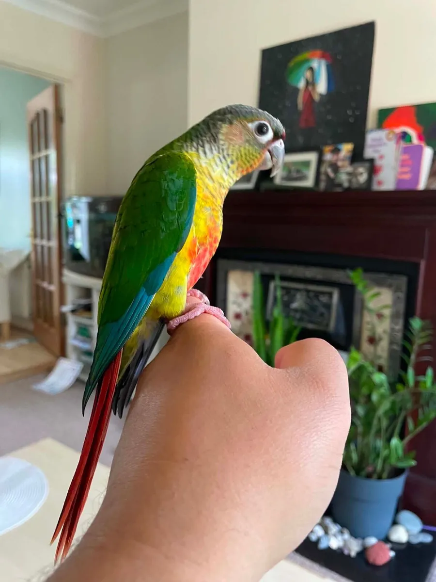 Hand-Fed Green Cheek Conures (DNA Siblings) - Image 1