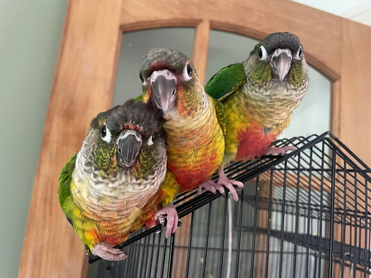 Hand-Fed Green Cheek Conures (DNA Siblings) - Image 4