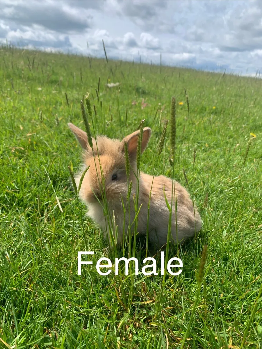 Rabbits - Image 2