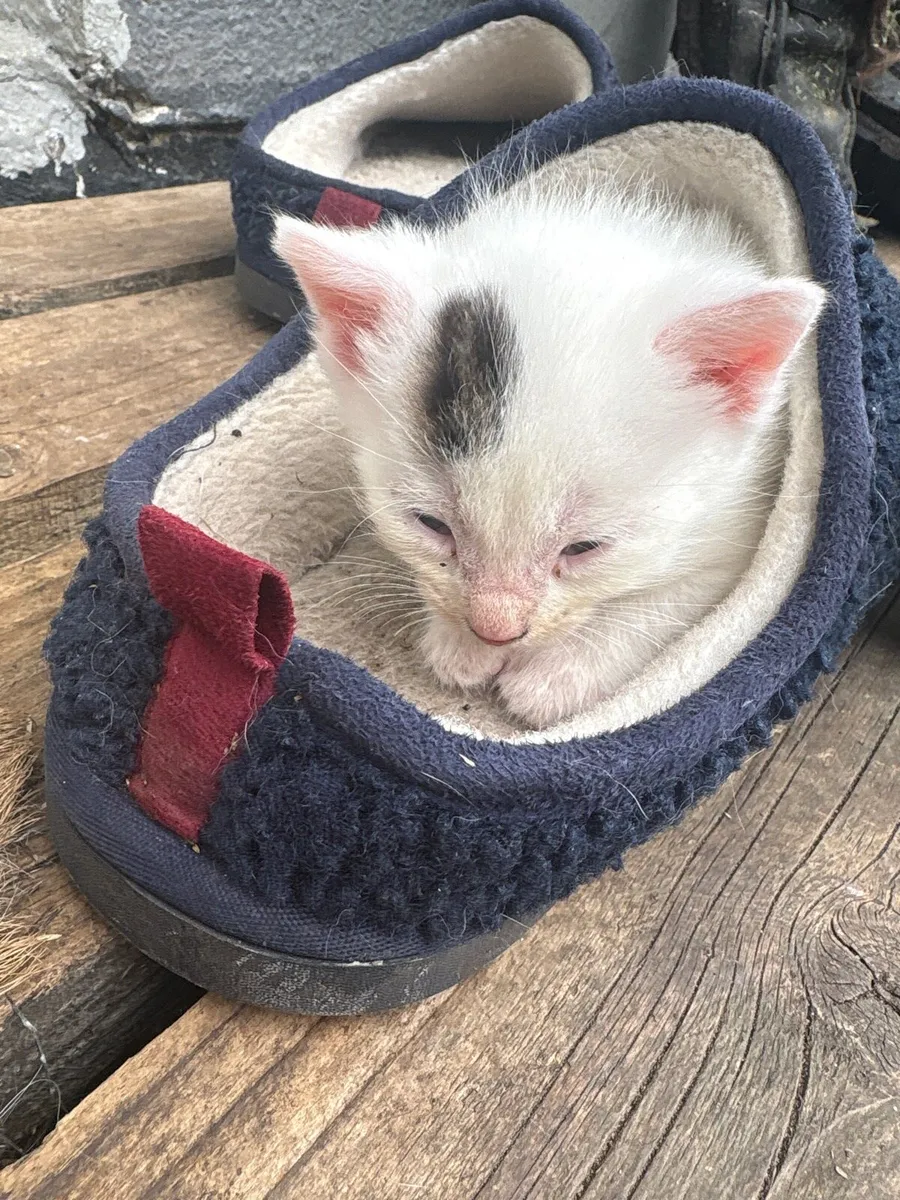 Kittens - Image 1
