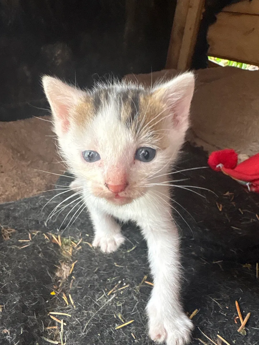 Kittens - Image 2