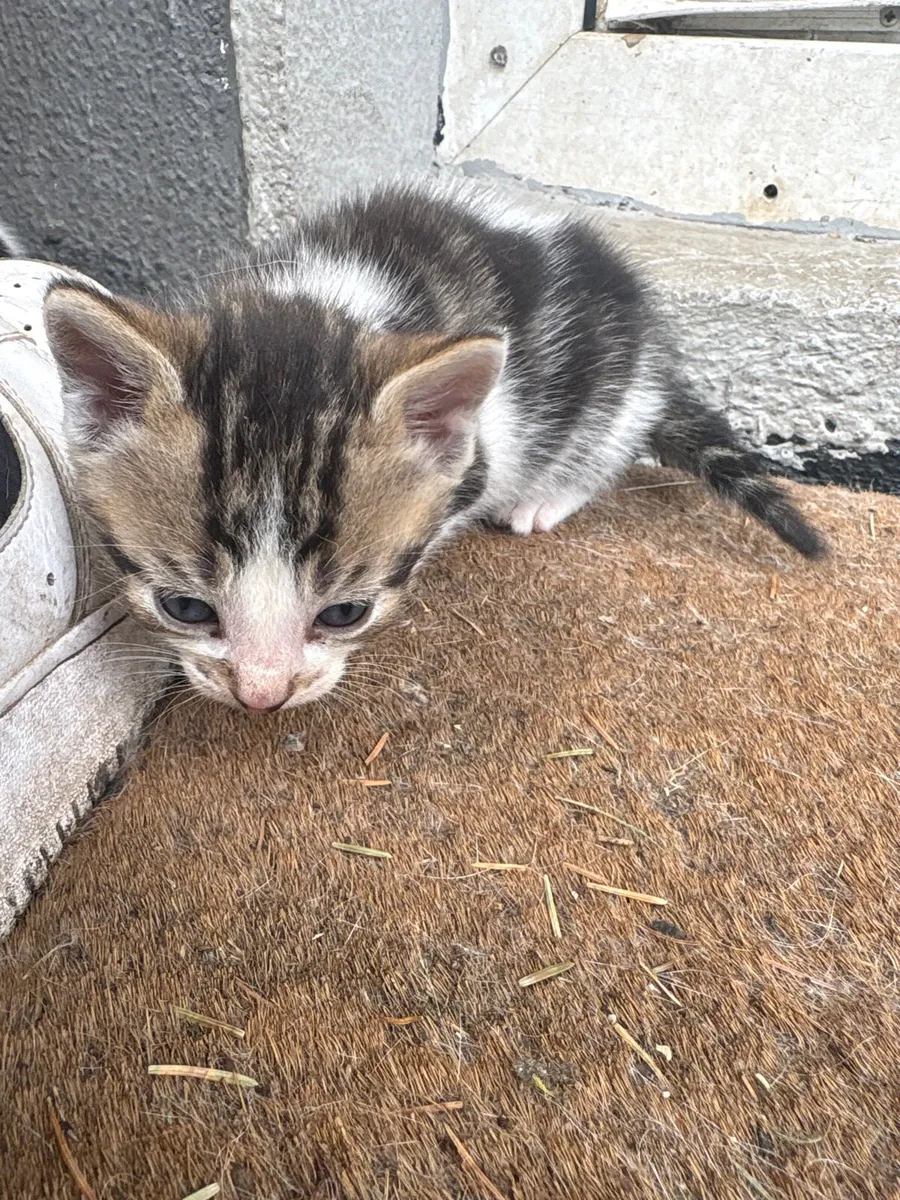 Kittens - Image 3